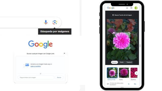 como buscar una planta por google lends
