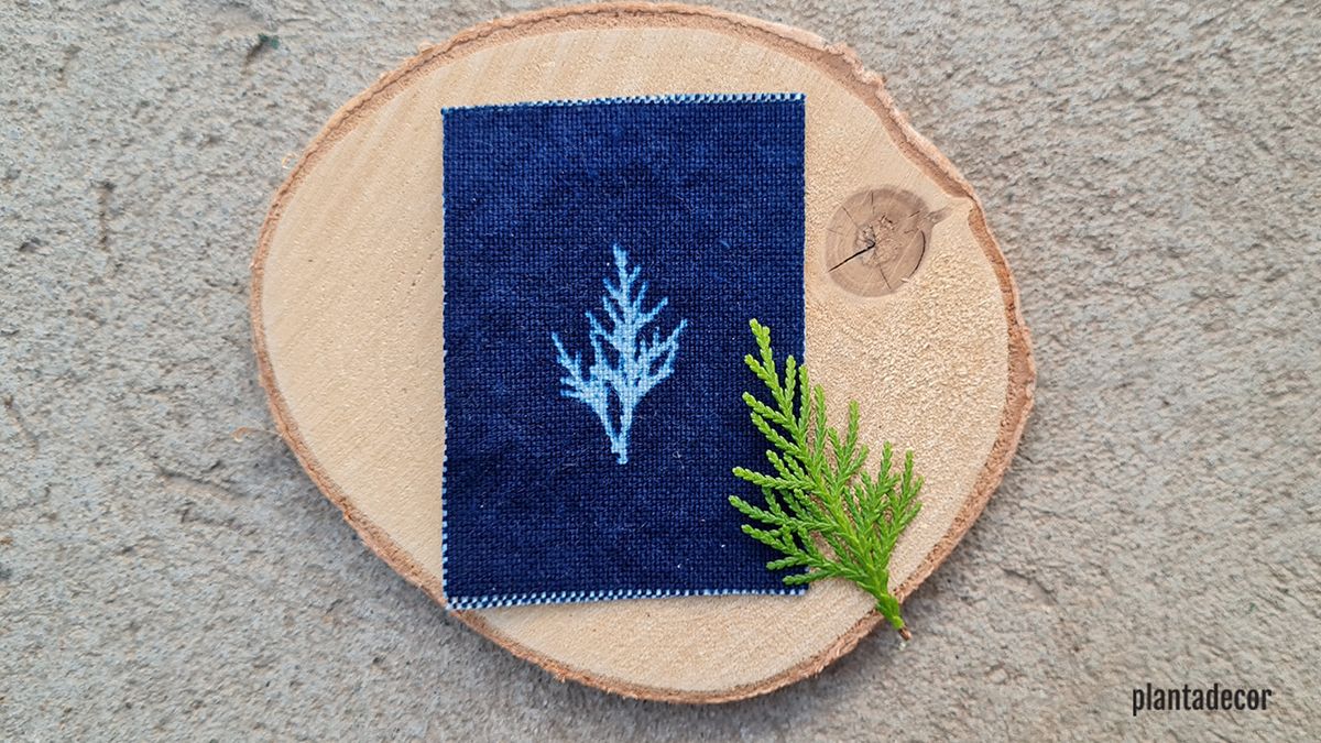 cianotipia tecnica fotografica crear ilustraciones botanicas plantadecor jardinatis