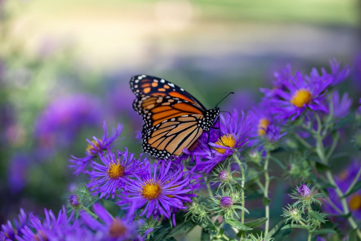 Las mariposas ayudan a polinizar las plantas de tu jardín.