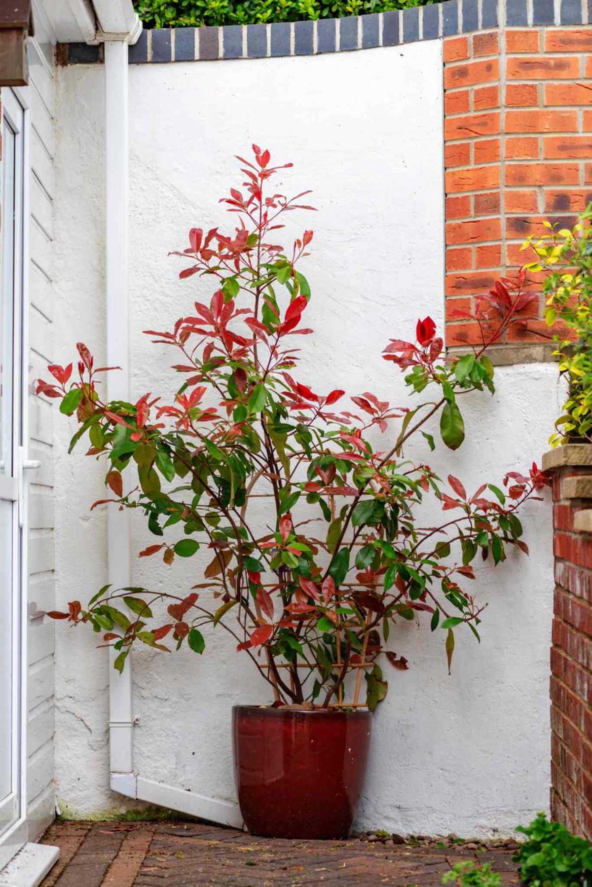 Photinia Red Robin, una planta con un follaje precioso.