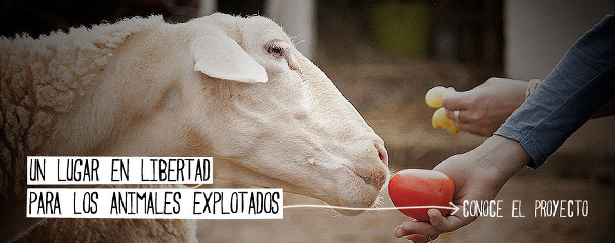 MASCT018 santuario animales granja