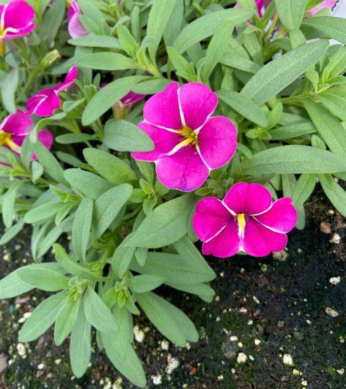 cuidados de la calibrachoa en el jardin