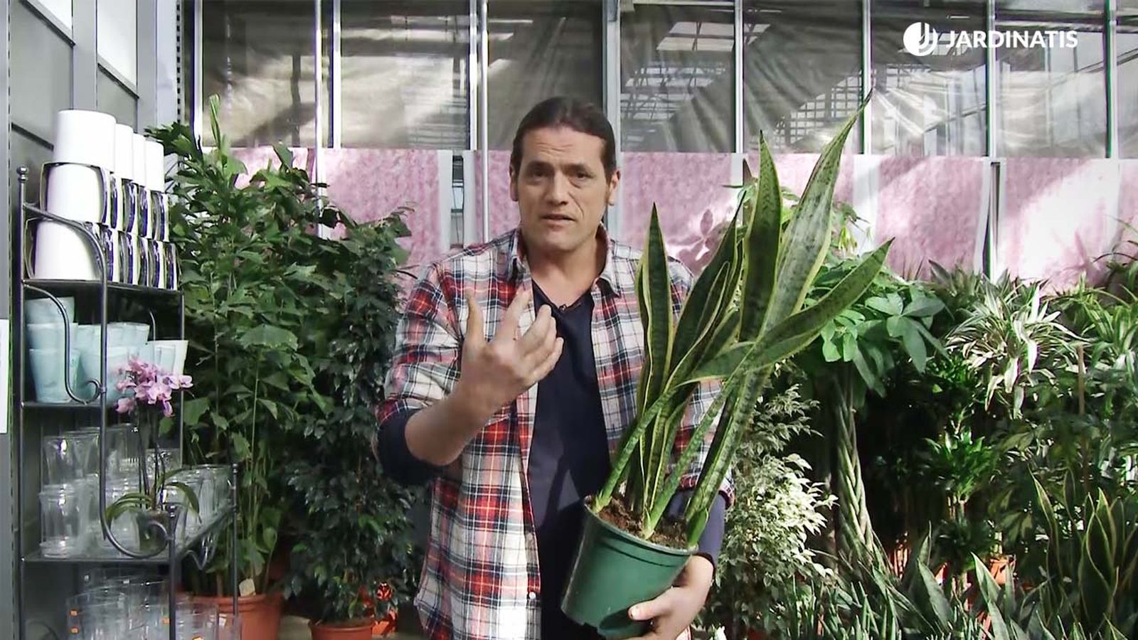 variedades de sansevieria lengua de tigre xl deco 685 jardinatis