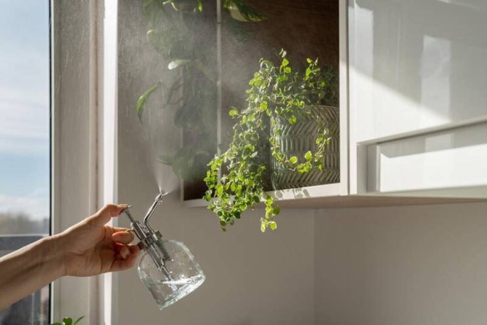 Ficus pumila. / Fuente: Freepik