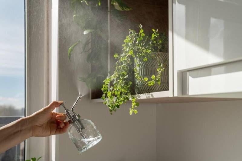 Ficus pumila. / Fuente: Freepik