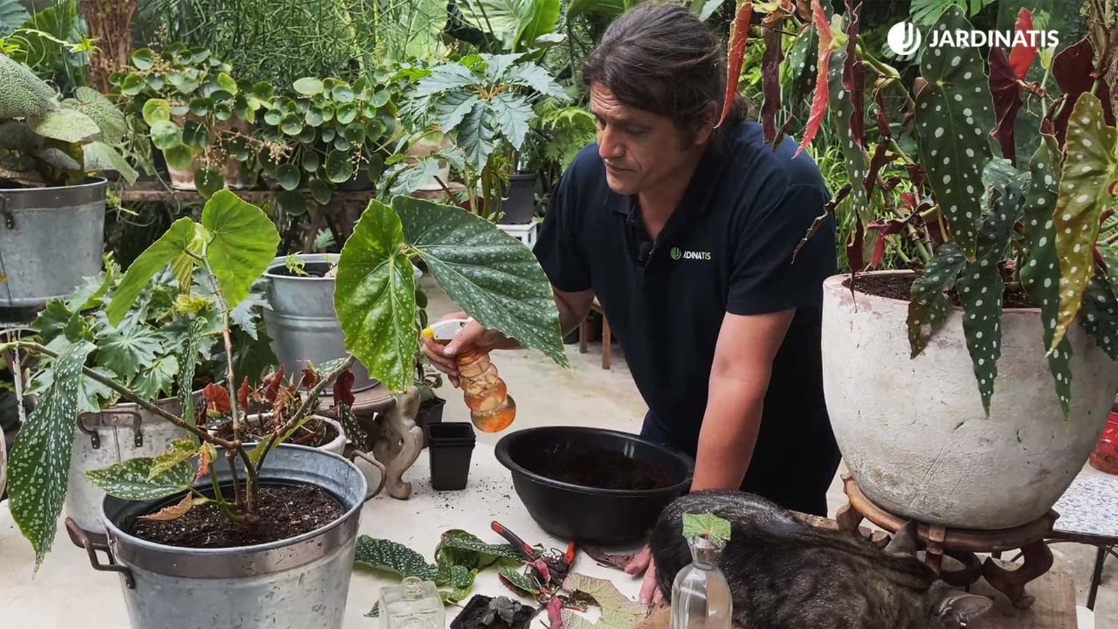 coleccion begonias de inigo segurola variedades cuidados y problemas xl jardinatis