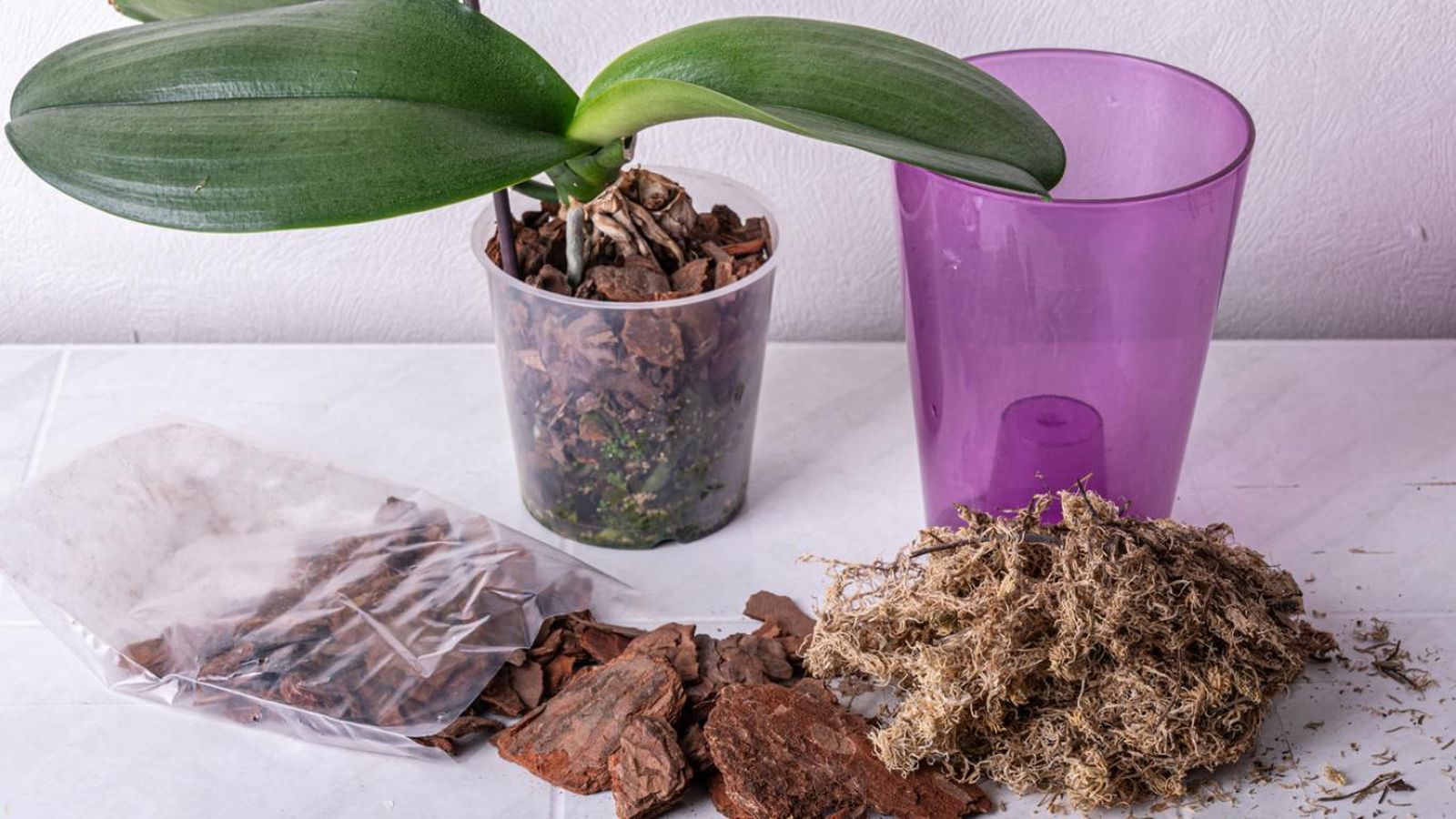 EL sustrato de las orquídeas debe permitir que el exceso de agua se escurra rápidamente.