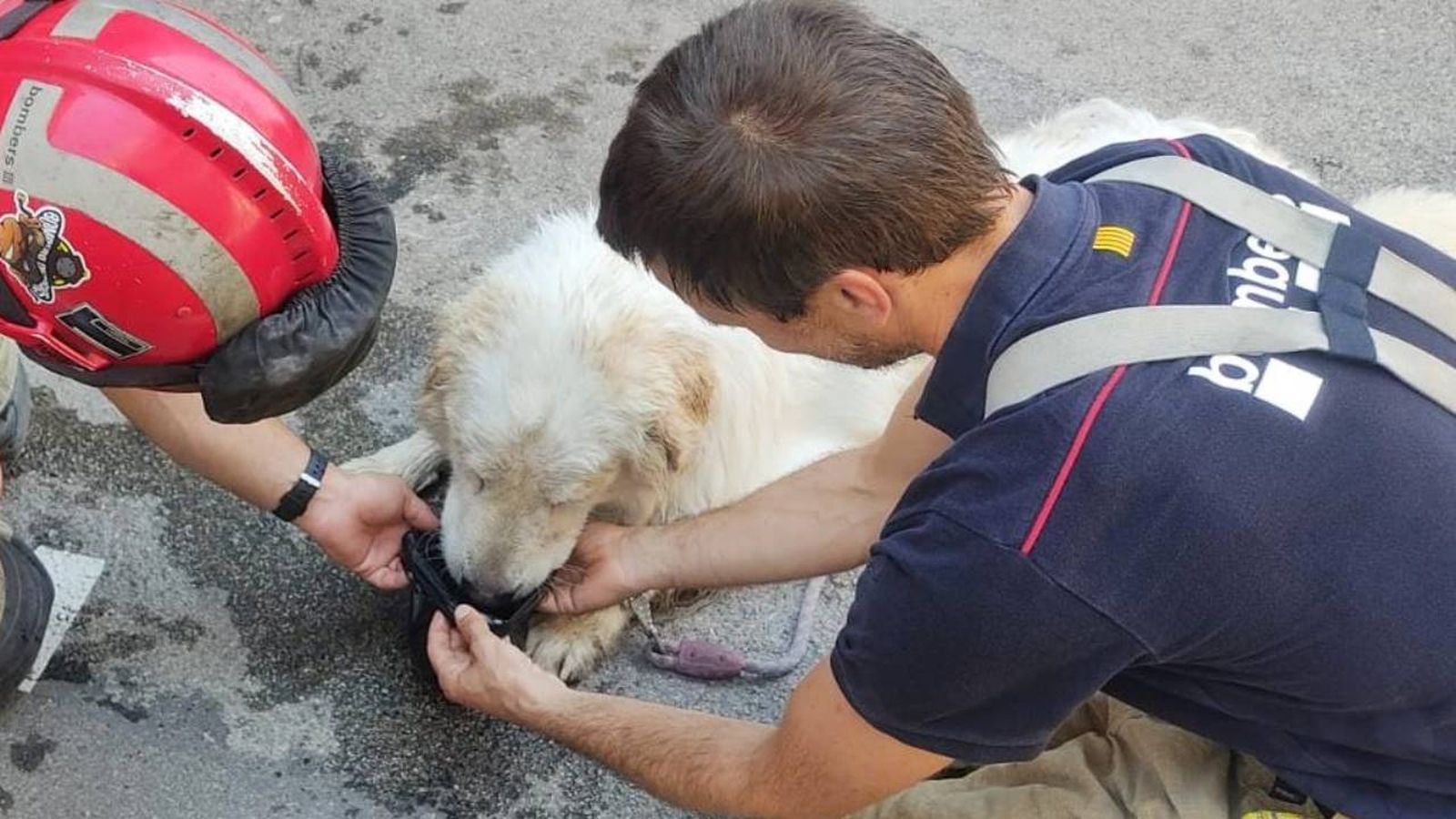 rescate de perro encerrado en balcon policia bomberos Terrasa Barcelona