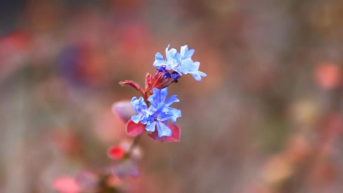 974 jardineria flor de bach