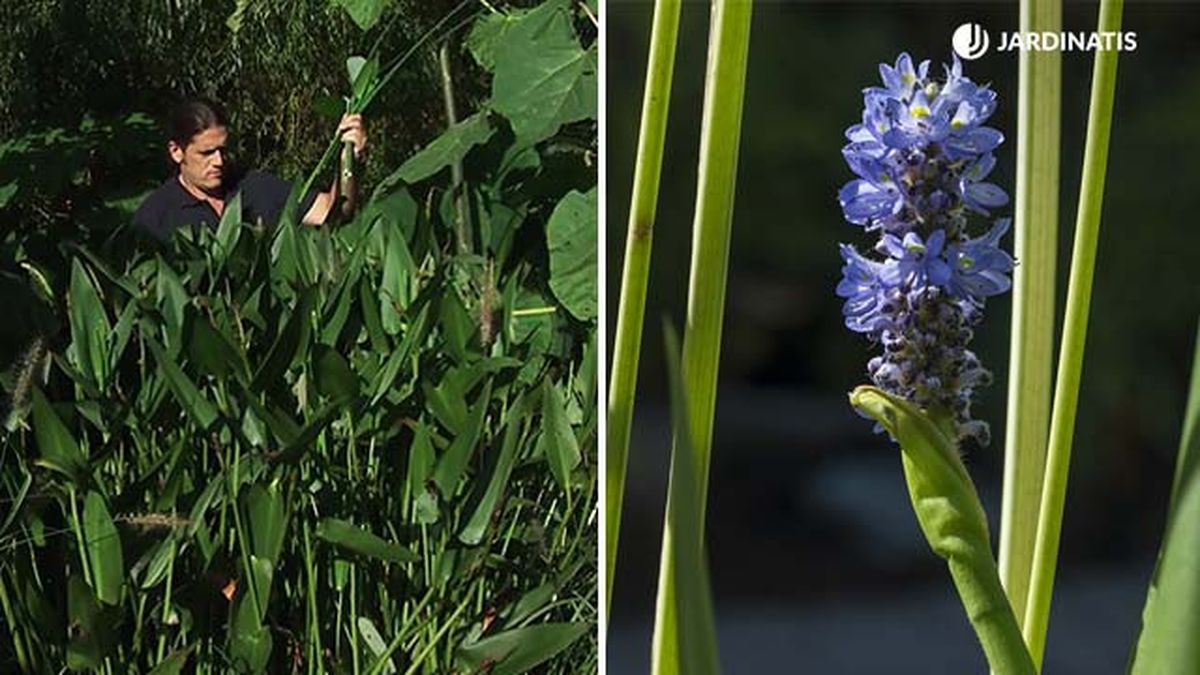 planta pontederia cordata