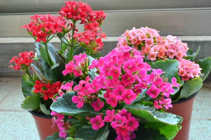 Kalanchoe blossfediana.