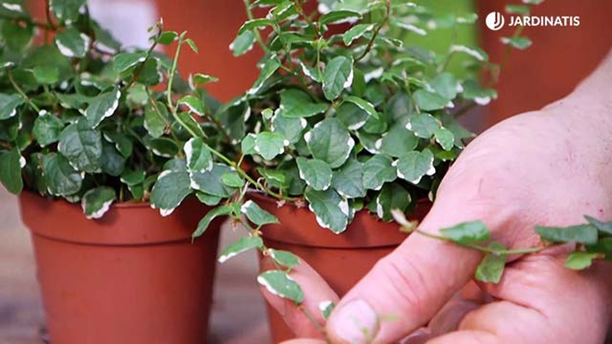 brico 943 3 ficus trepador variedad matizada