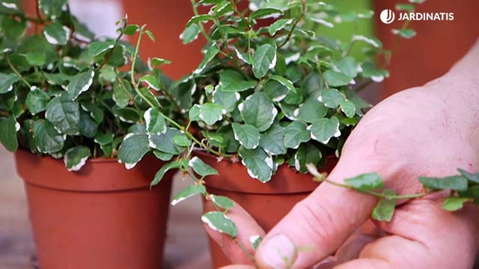 brico 943 3 ficus trepador variedad matizada