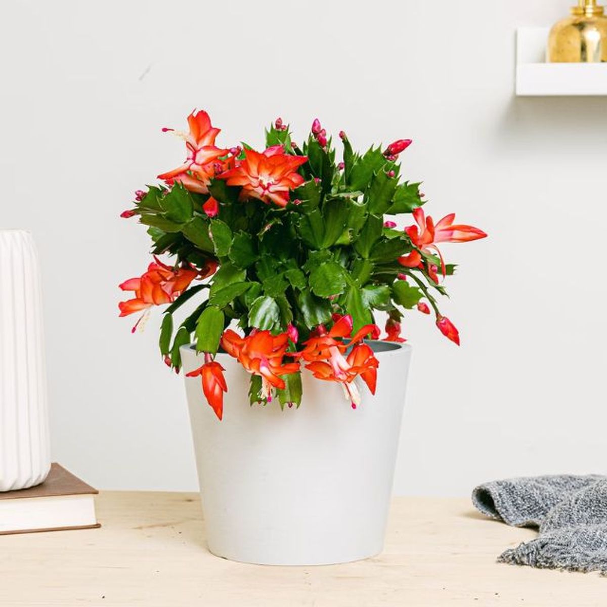 cactus de navidad planta roja regalar en navidad