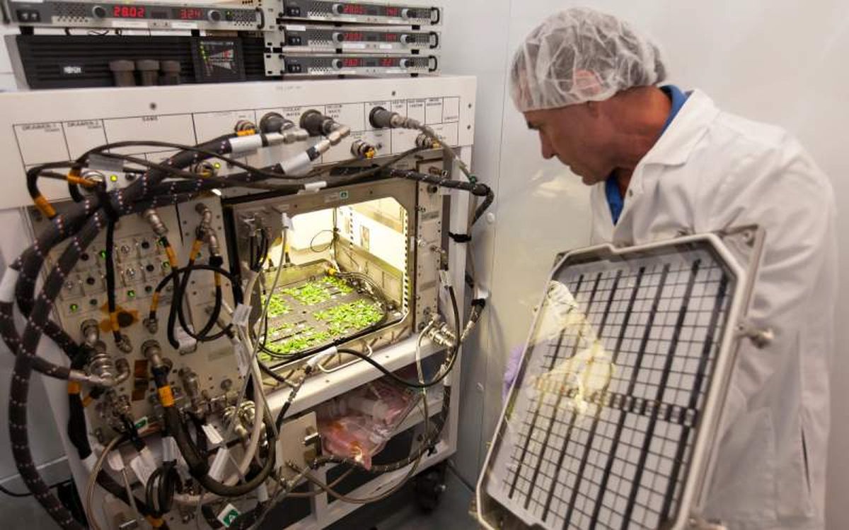 La NASA estudia el cultivo de plantas comestibles