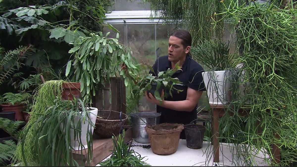 deco 765 jardin nueva variedad de rhipsalis