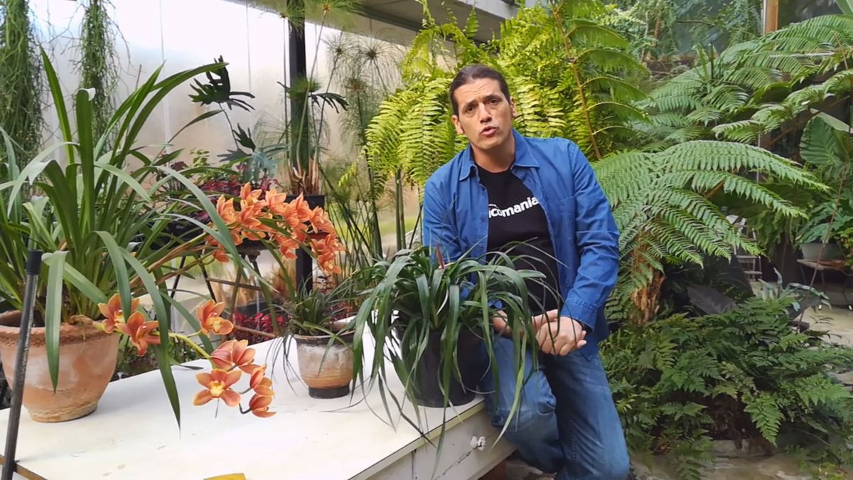 bromelias rustica flor 1