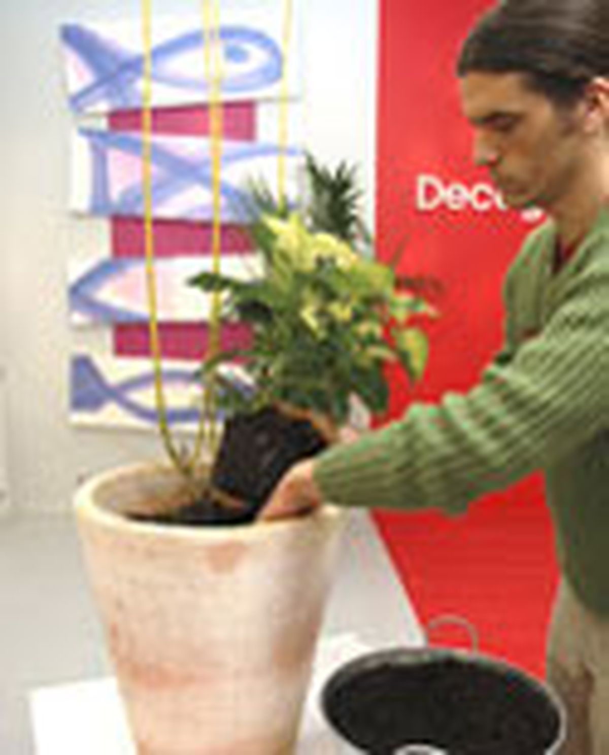 73204 flor pascua p02