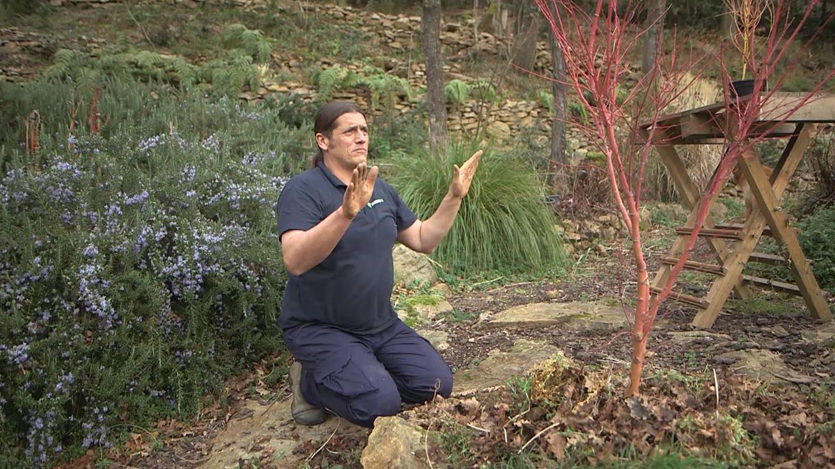 brico 1025 jardin Acer palmatum Sango kaku