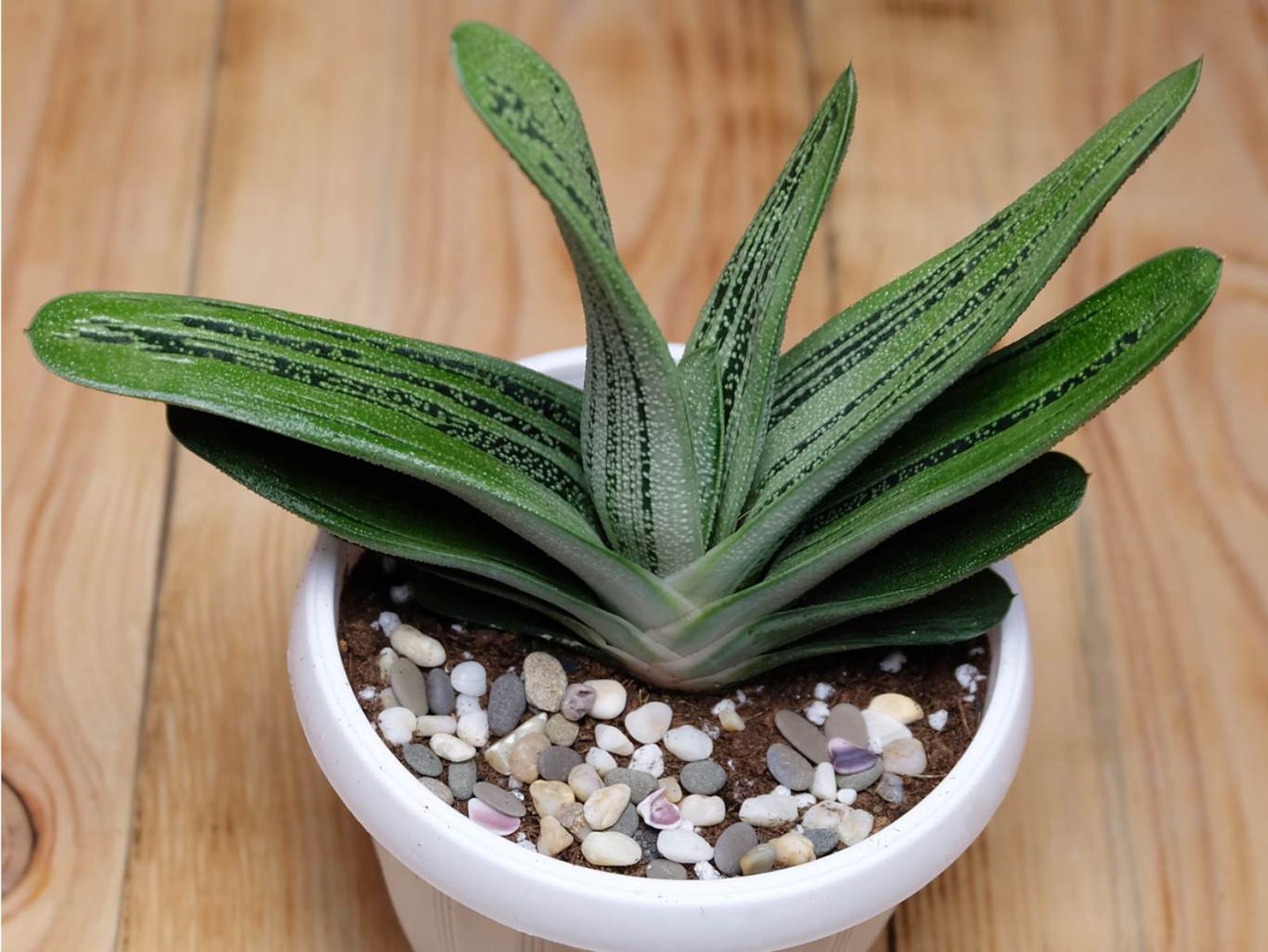 Gasteria Little Warty.