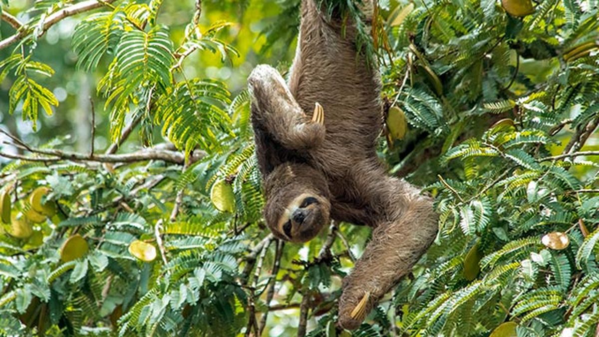 oso perezoso 8 dormido rama