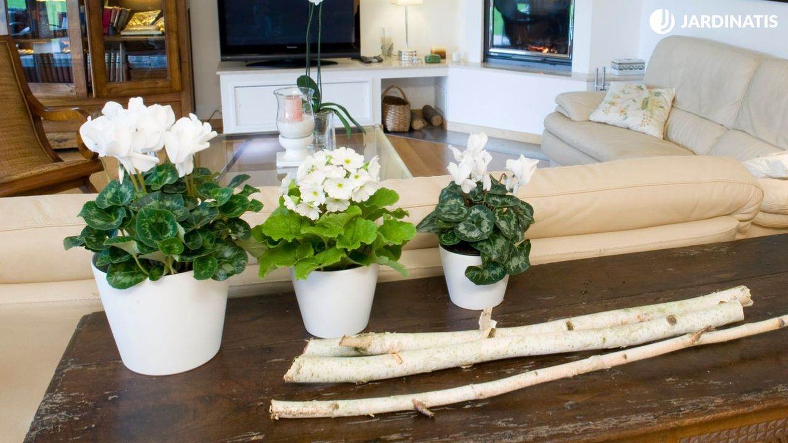 Plantas con flores blancas para la casa en Navidad