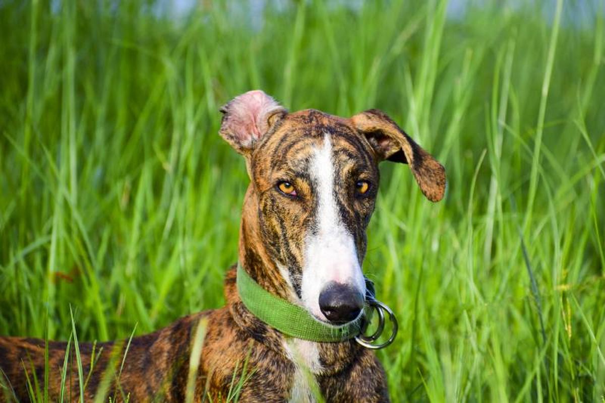 El Braco de Weimar es un perro de alerta, energético y rápido.