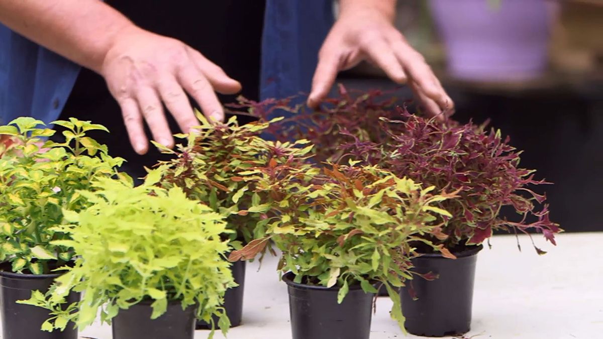 brico 957 3 variedades coleos caracteristicas