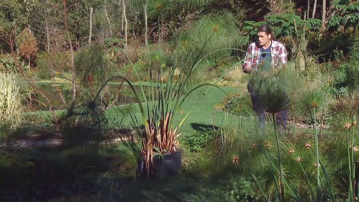 deco 676 cuidados papiro invierno contenedor