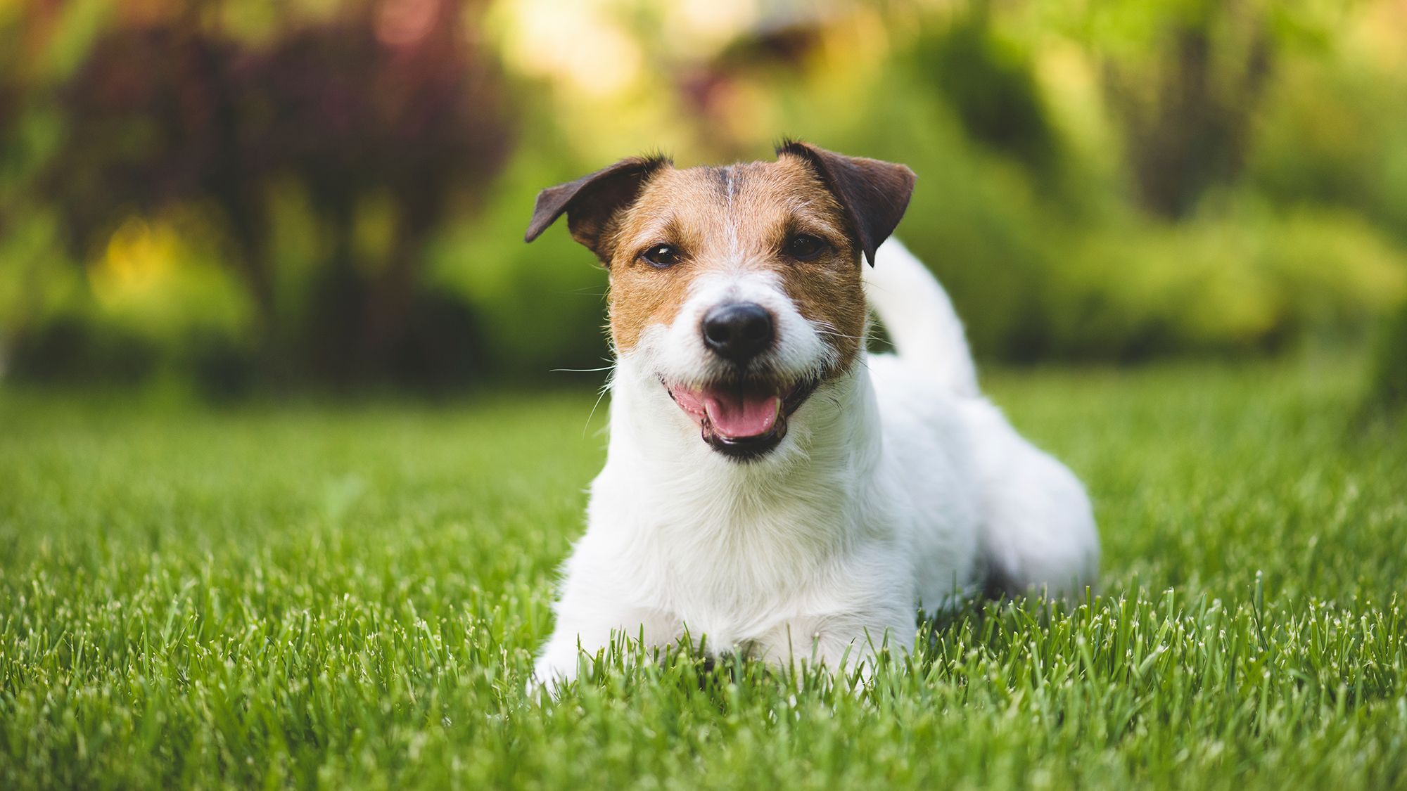 jack russel terrier5