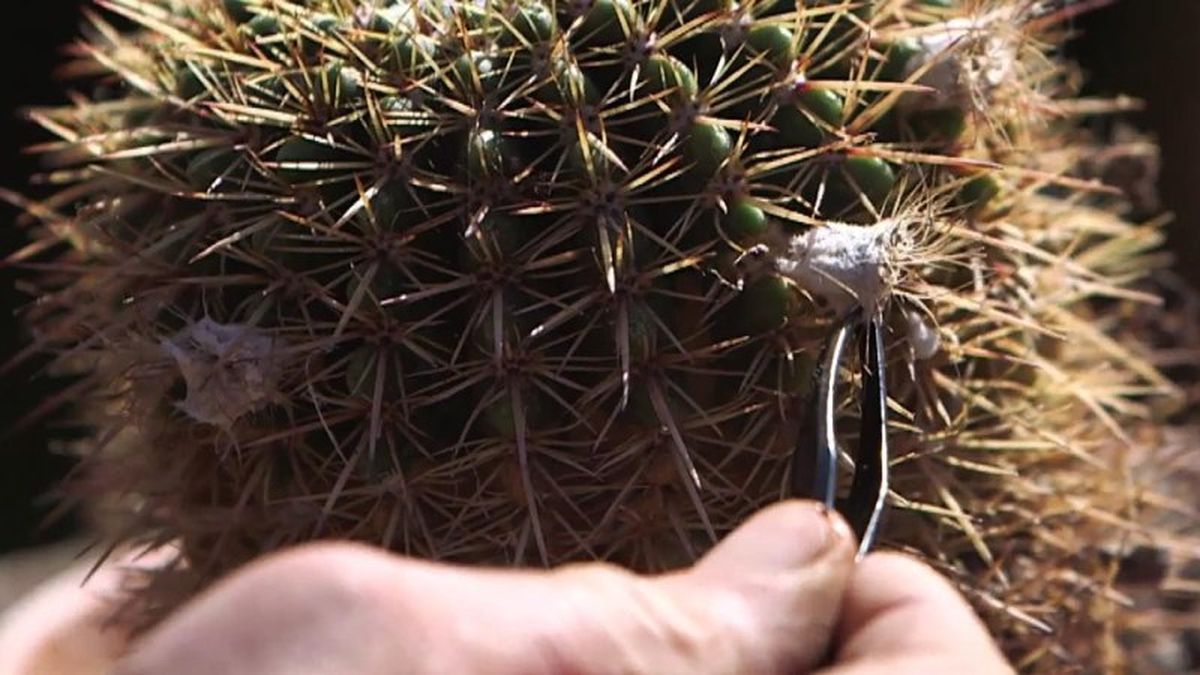 brico 1030 jardin cosecha semillas de cactus flor anterior