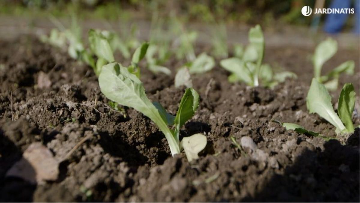 Lechuga en la huerta