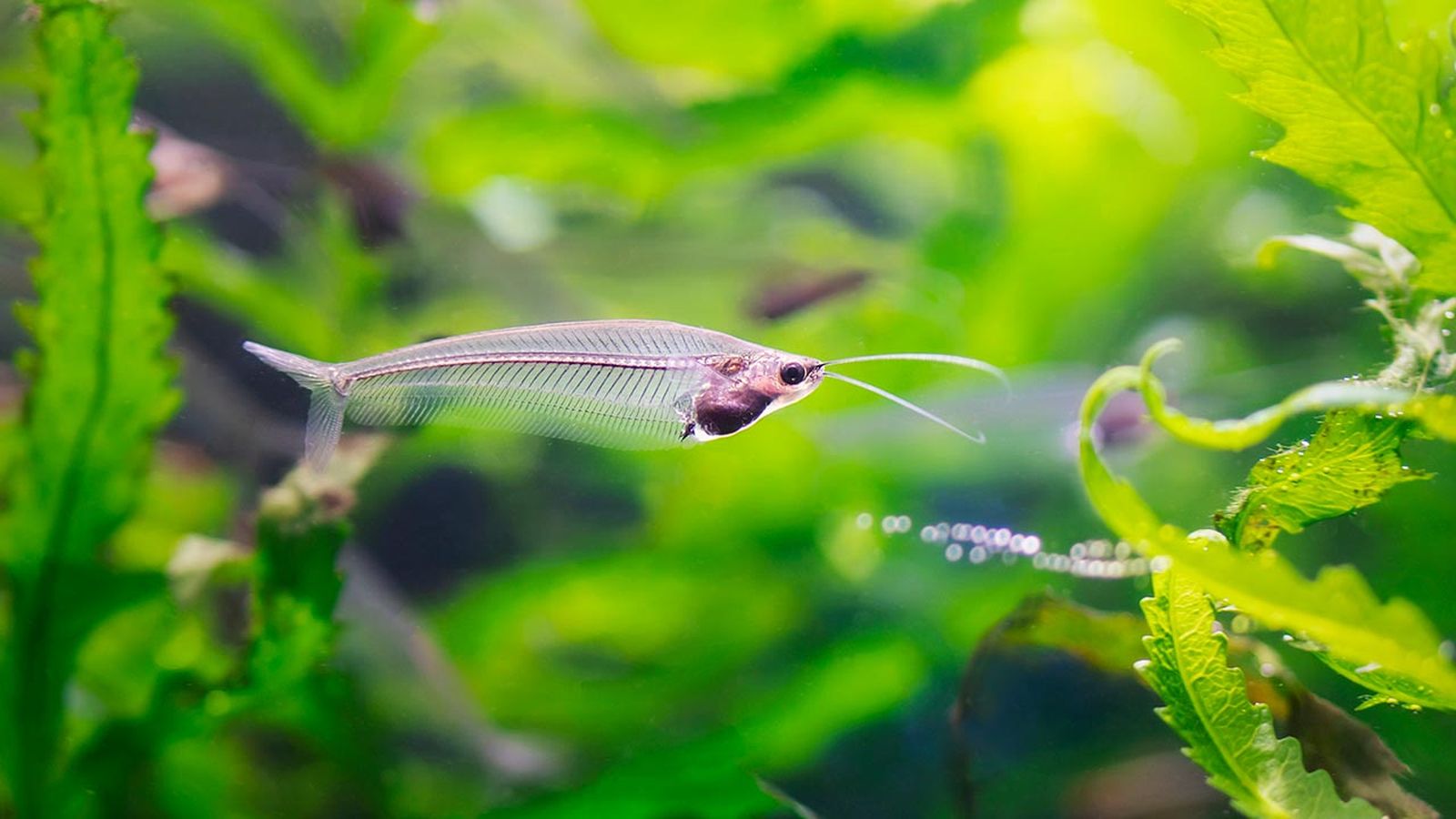 pez gato cristal portada