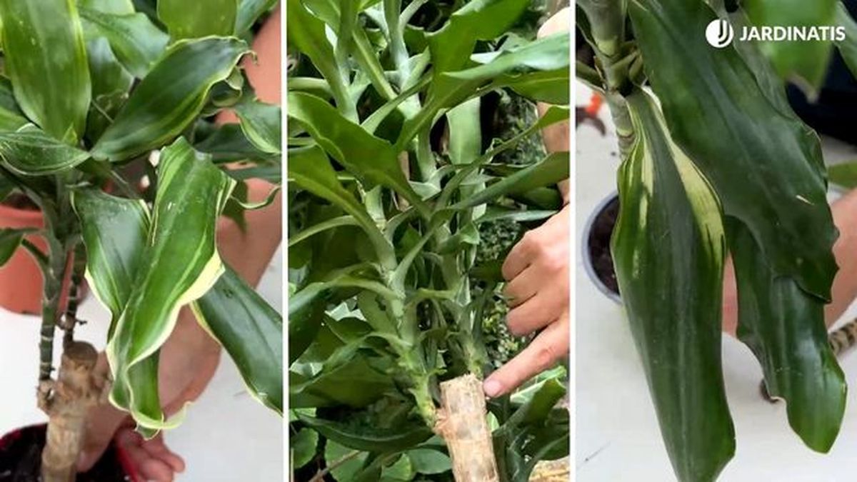 variegaciones en las hojas del tronco de brasil dracaena fragans