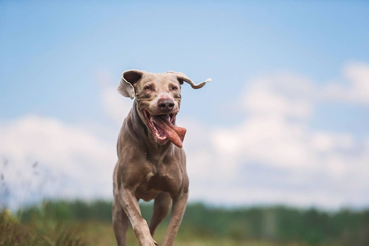 El Weimaraner destaca por su musculatura desarrollada, energía desbordante y resistencia física.