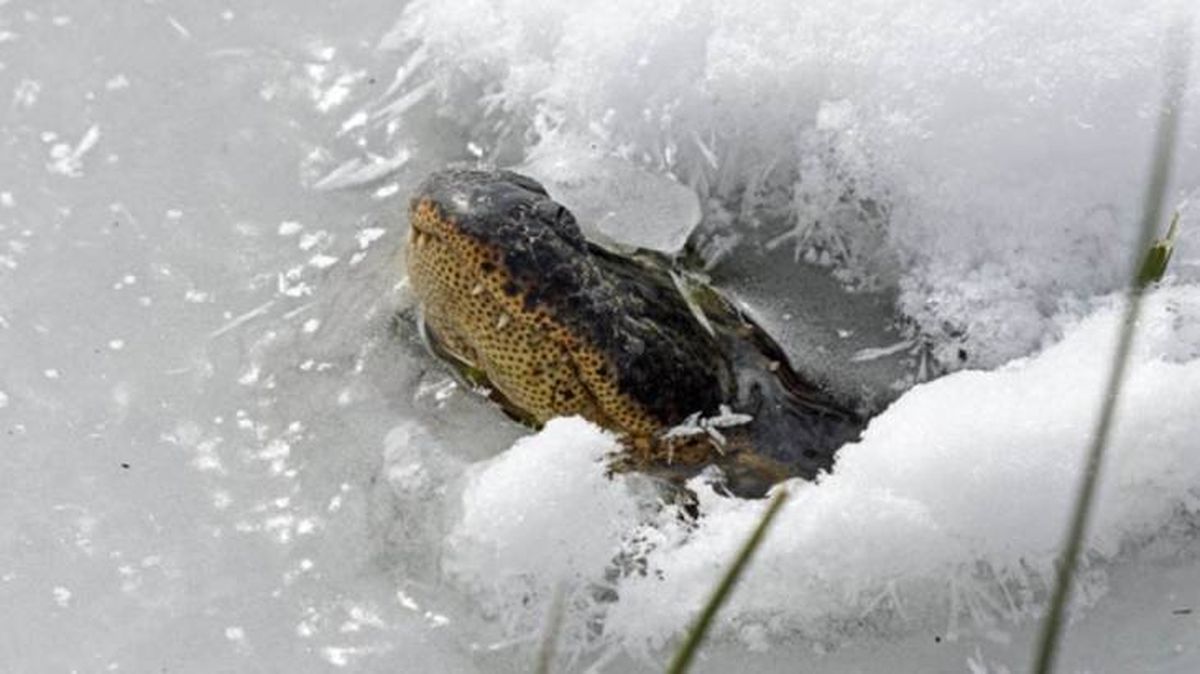 caimanes hibernan usforestservice (1)