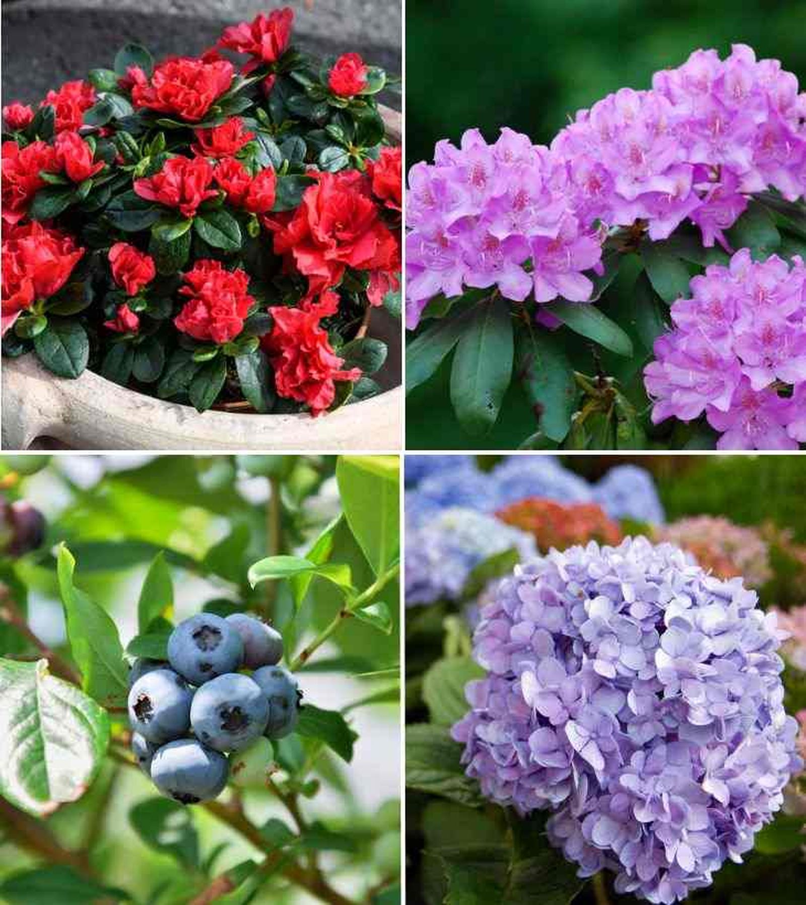 plantas acidas acidofilas azalea rododendro arandano hortensia