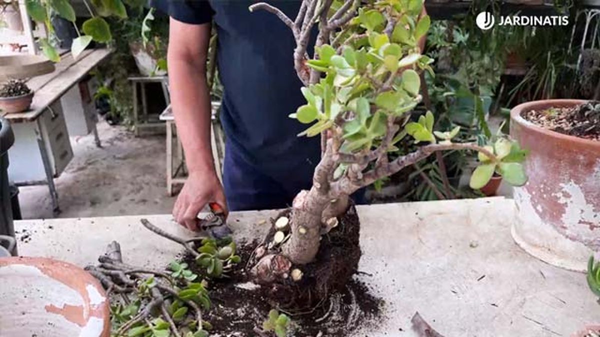 poda crassula ovata arbol de jade jardinatis 22 22