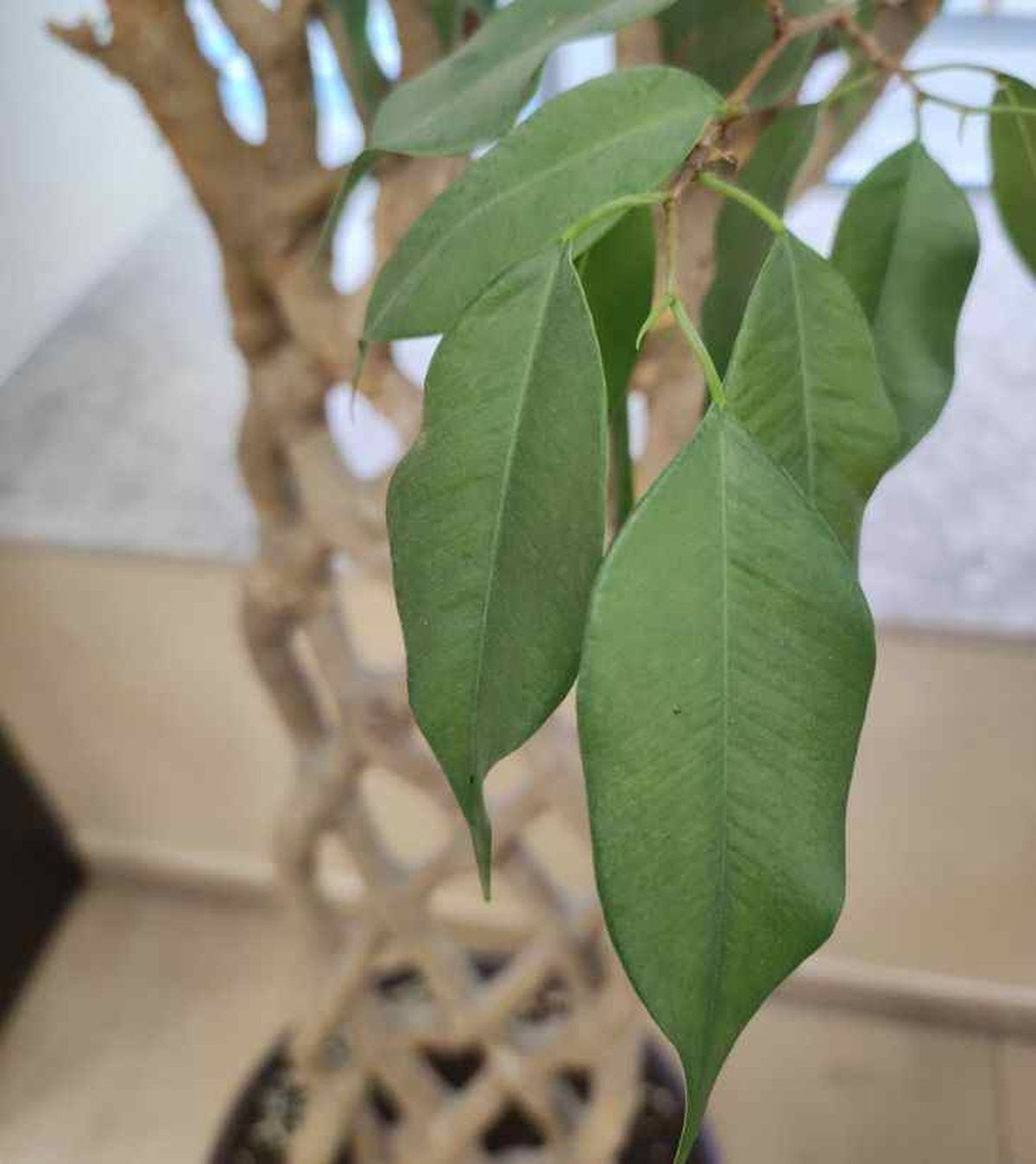 hojas ficus benjamina