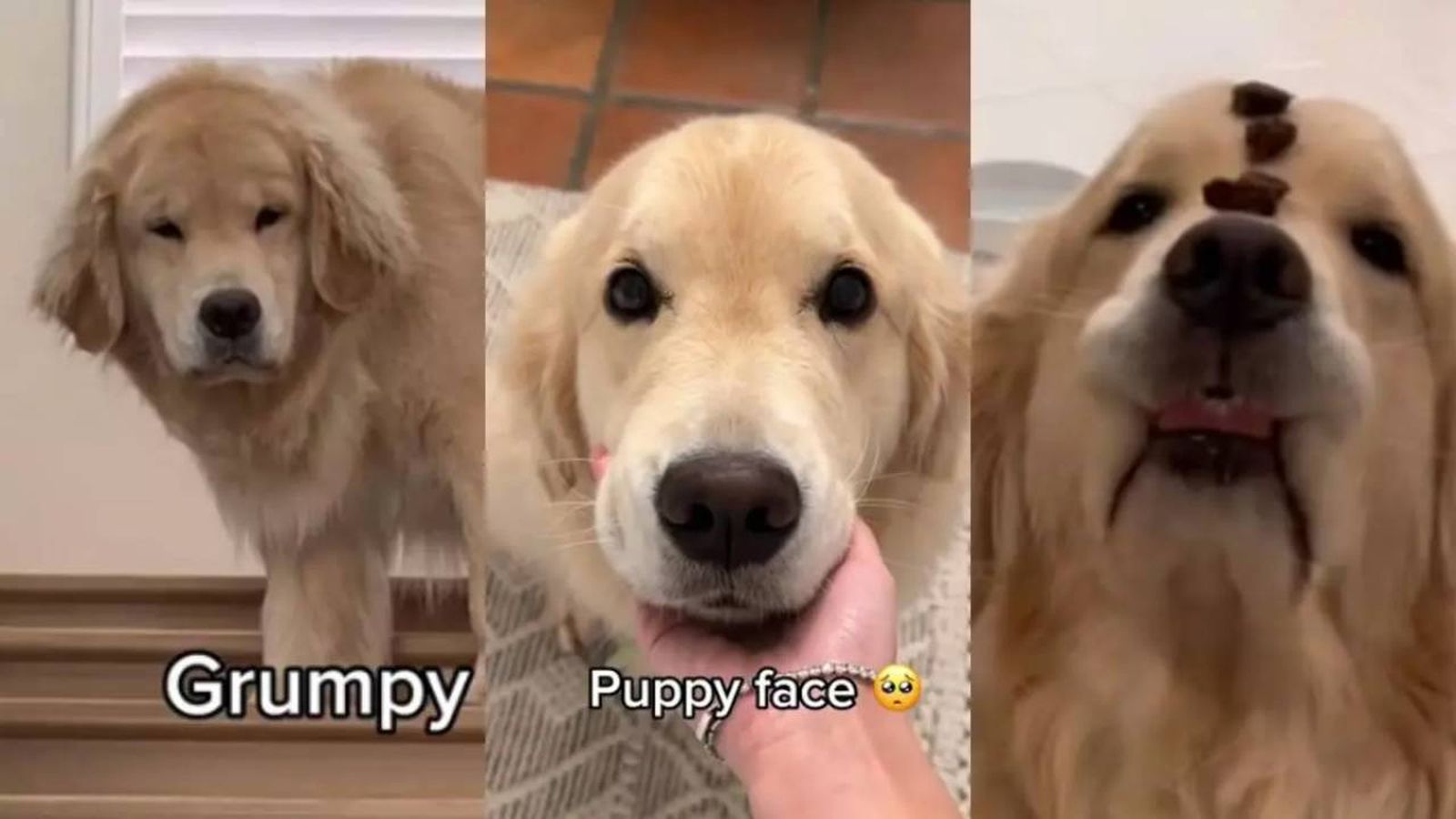 Maui se ha convertido en famoso por ser capaz de poner diferentes caras en TikTok