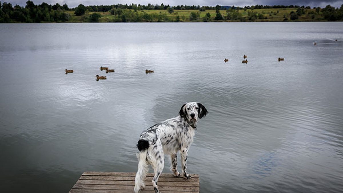 setter en un lago