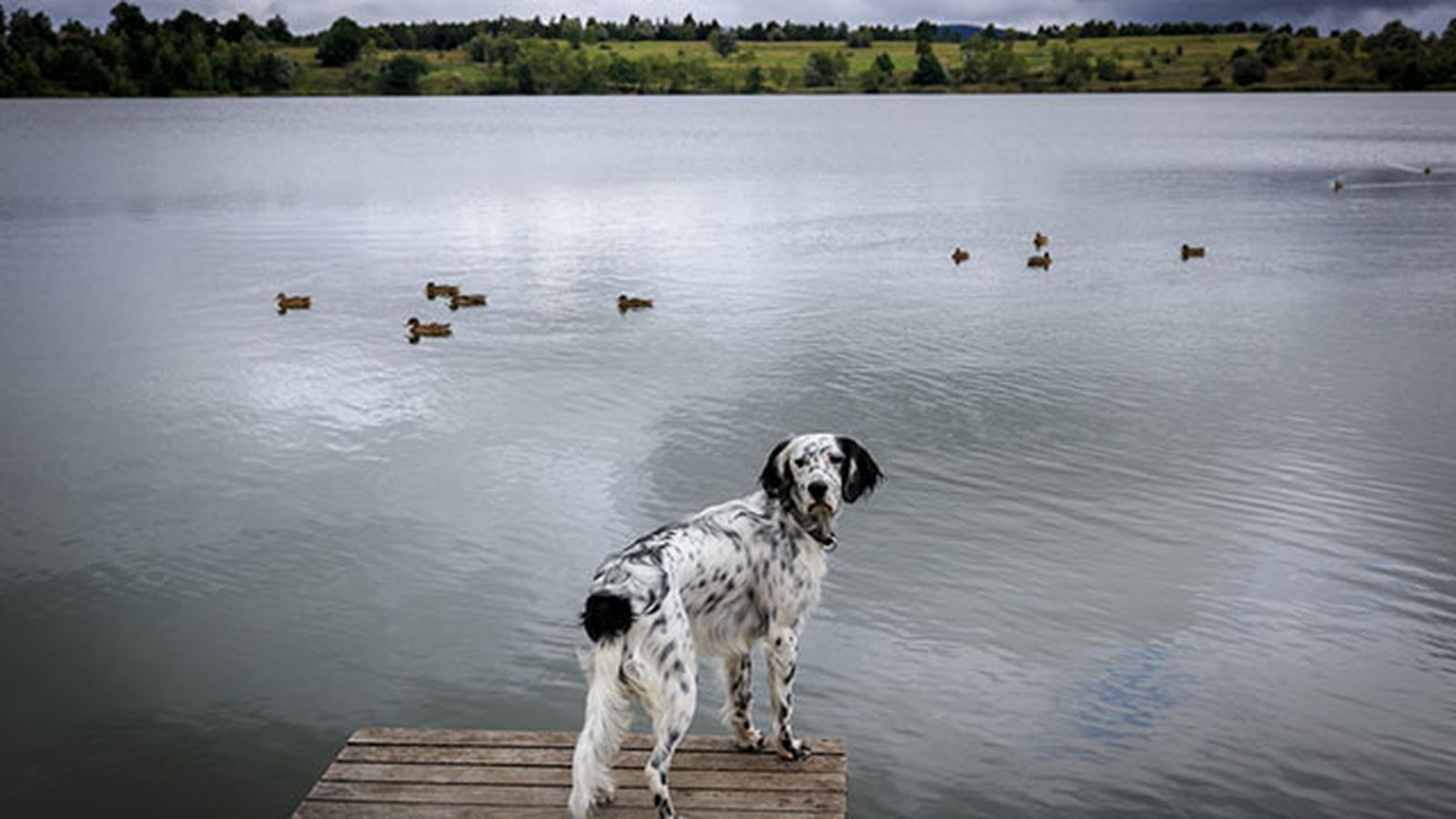 setter en un lago