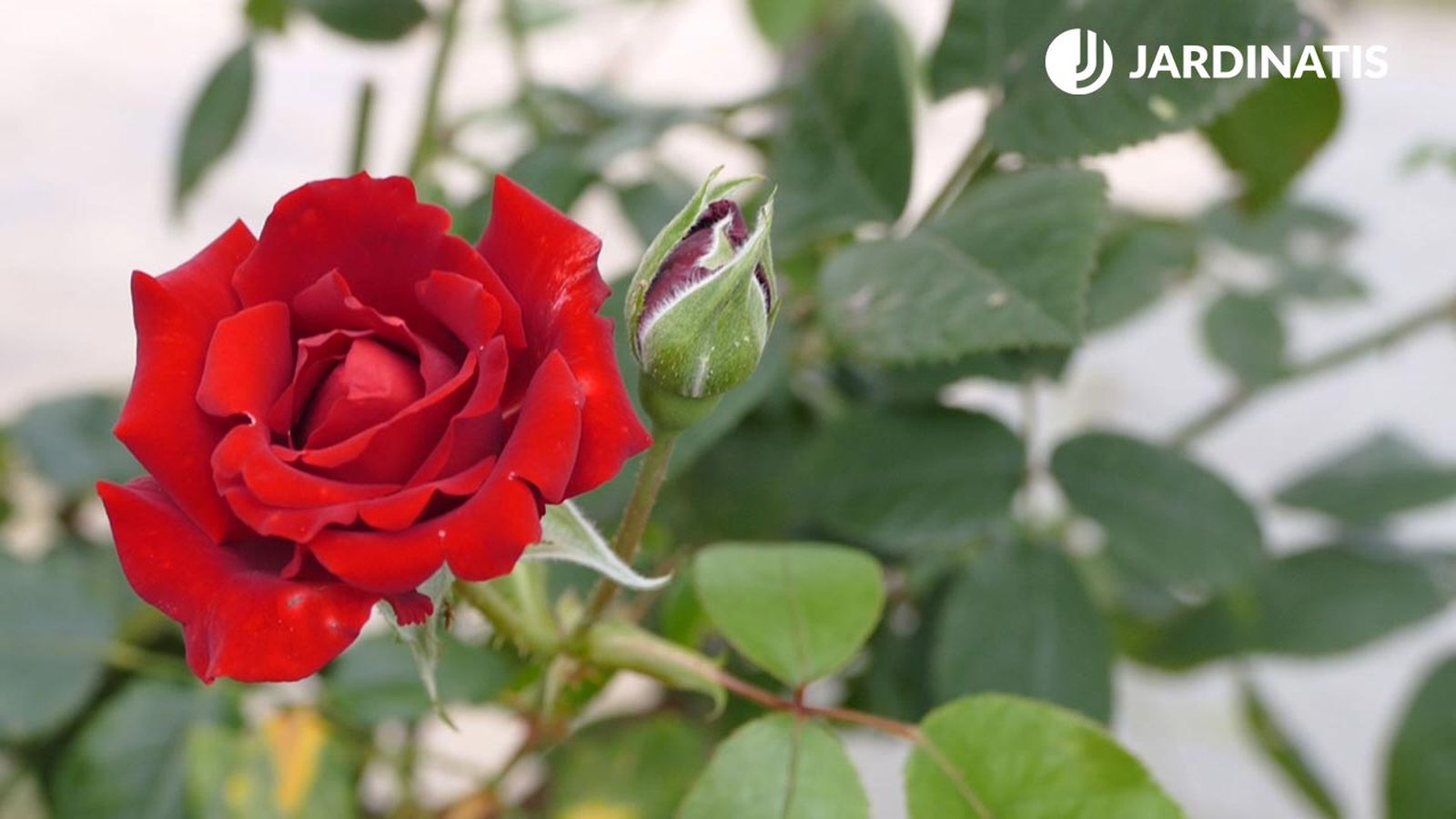 decogarden 645 esquejes hortensias rosales xl