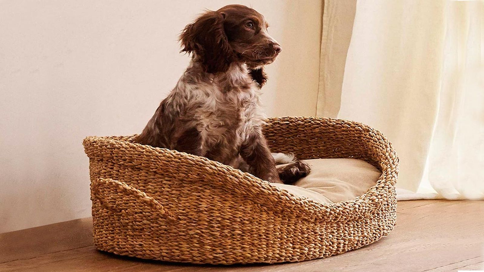 coleccion zara mascotas portada