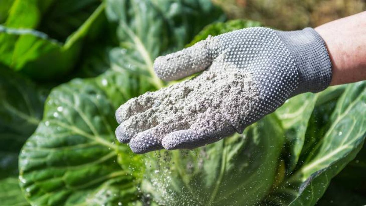 usos beneficios ceniza en las plantas
