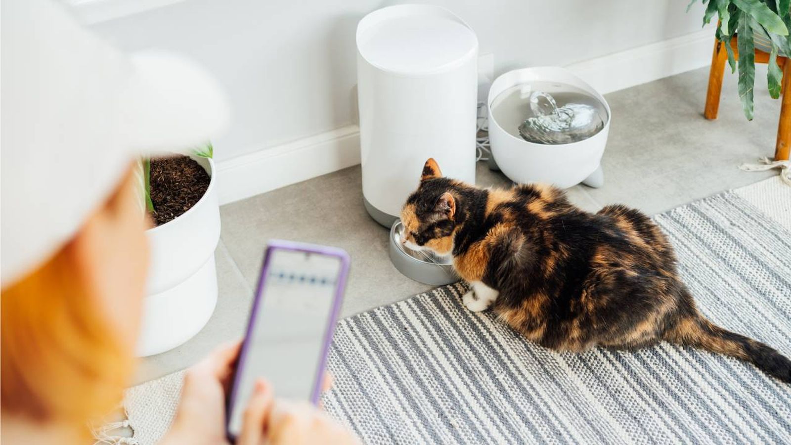 productos tecnologia inteligente para gatos