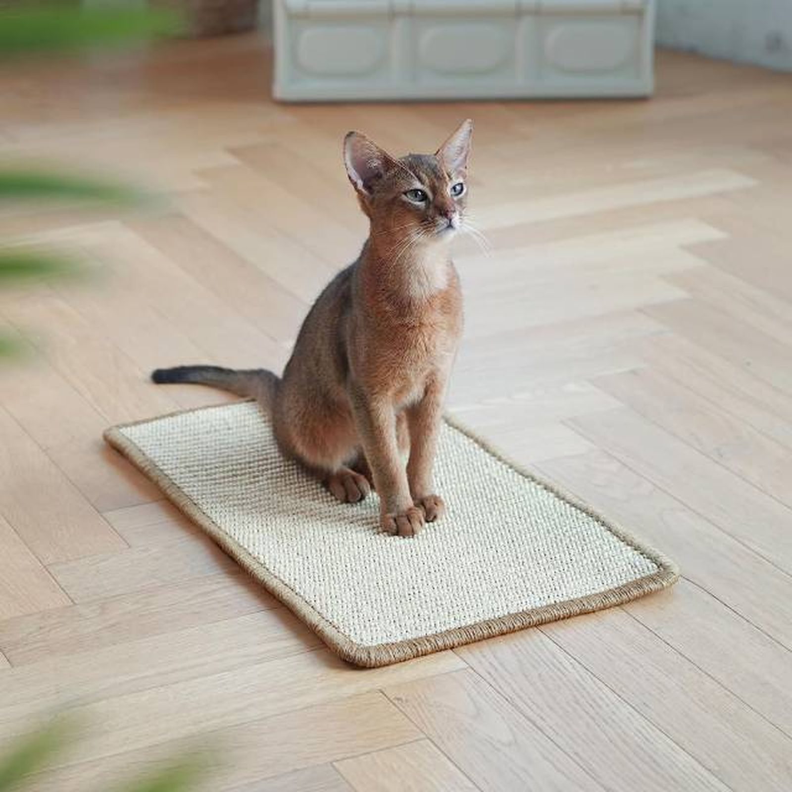 productos para gatos mas vendidos amazon alfombra rascador