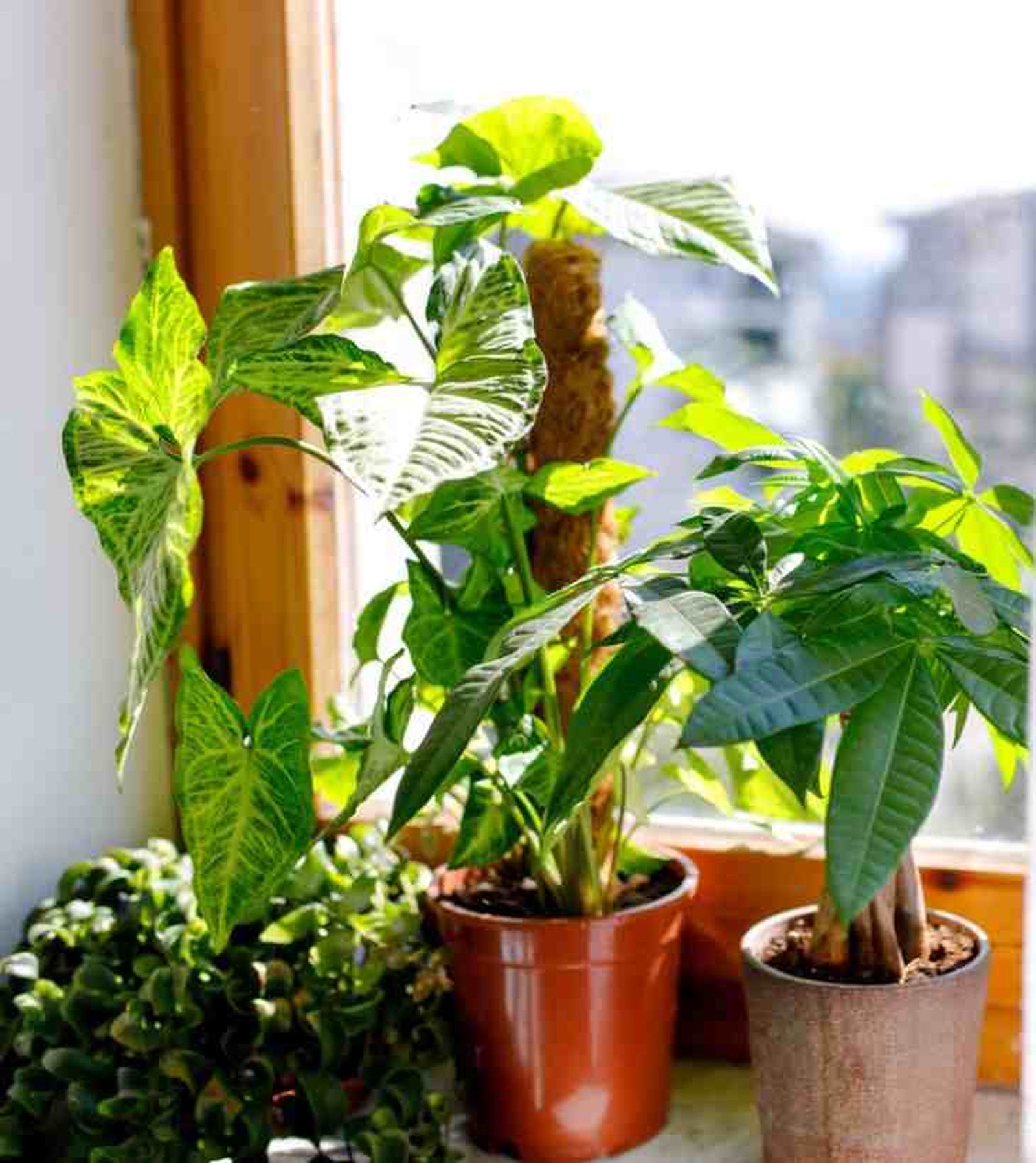 Syngonium podophyllum arrow guia