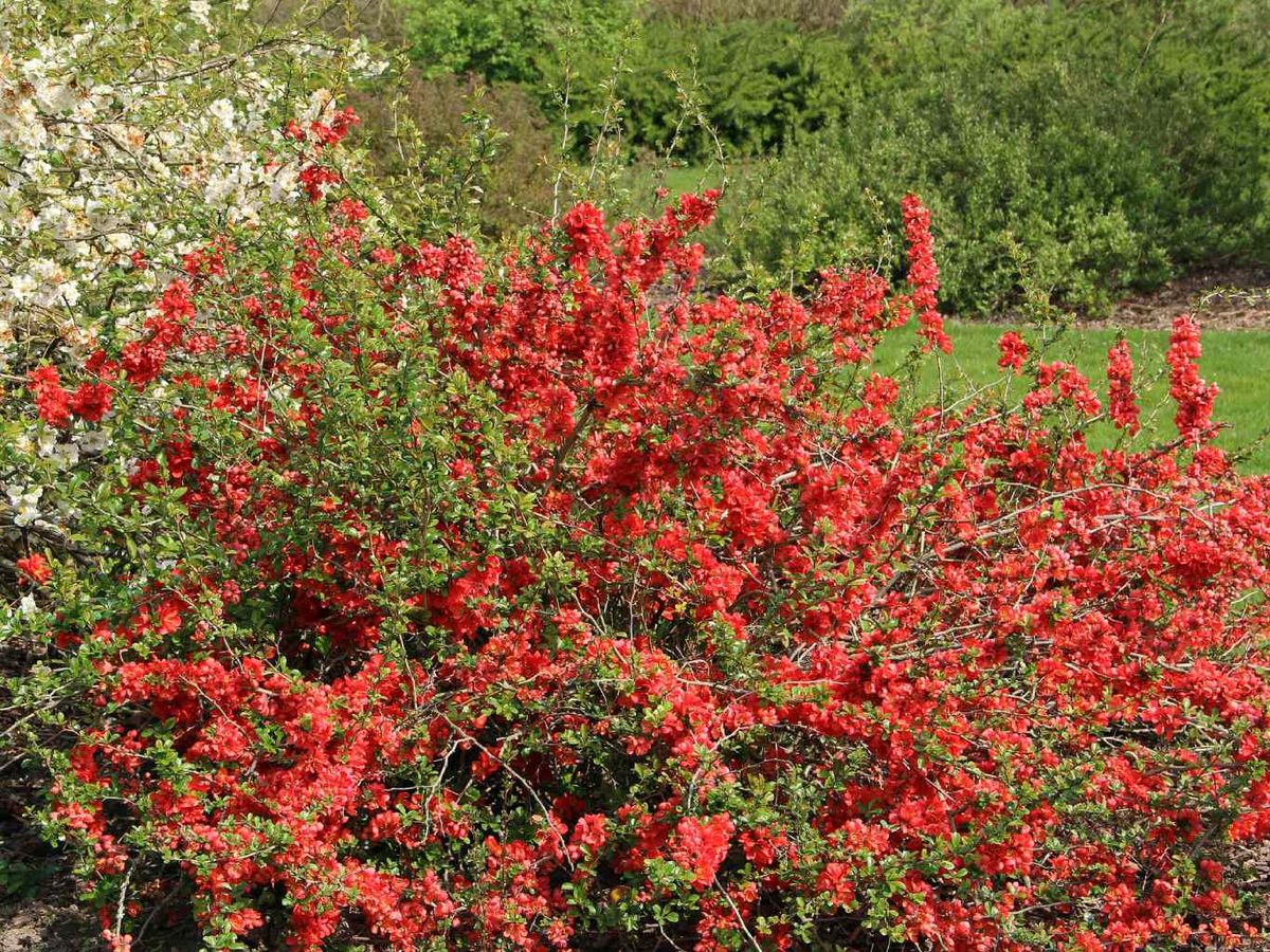 Arbusto Membrillero del Japón.