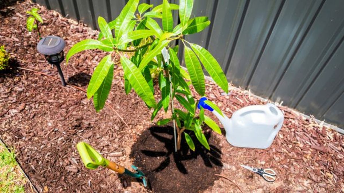 plantar arbol de mango injertado